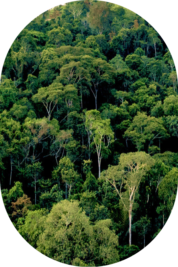 Imagem de floresta
